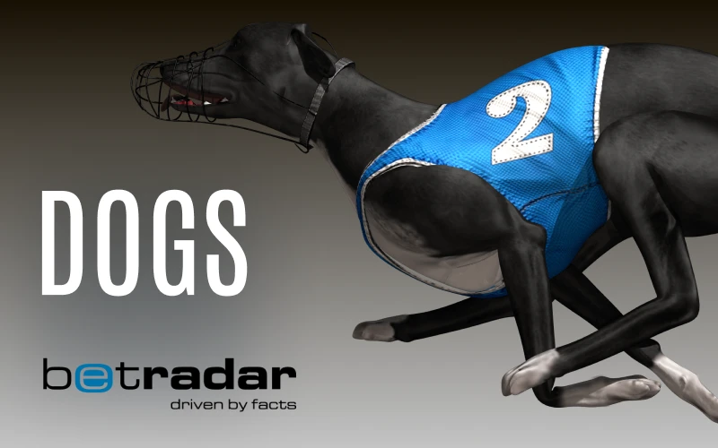 Win big by betting on Dogs by Betradar at Glassi casino.