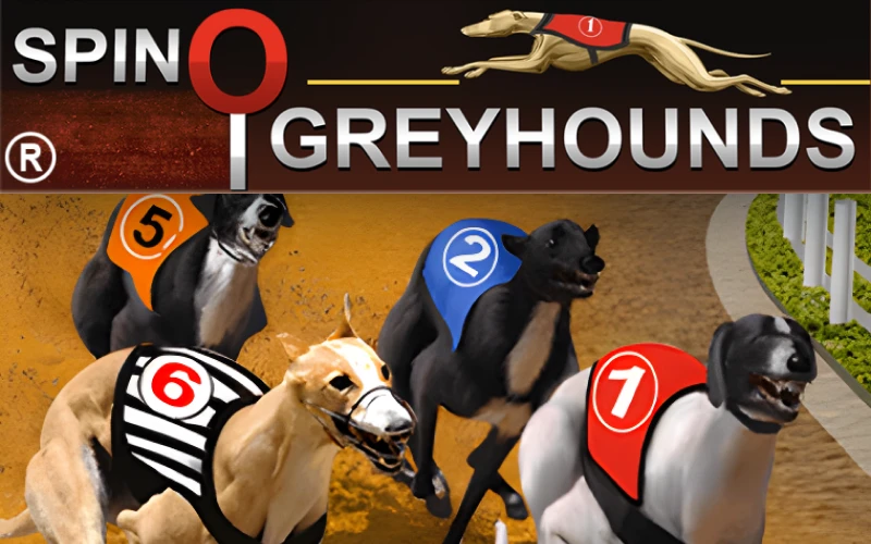 Enjoy the excitement of betting on Spino Greyhounds at Glassi casino.